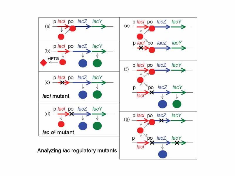 analyzing regulatory mutants of the lac operon