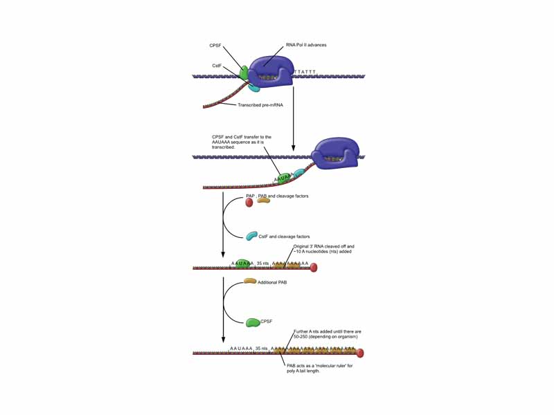 The Process of Polyadenylation