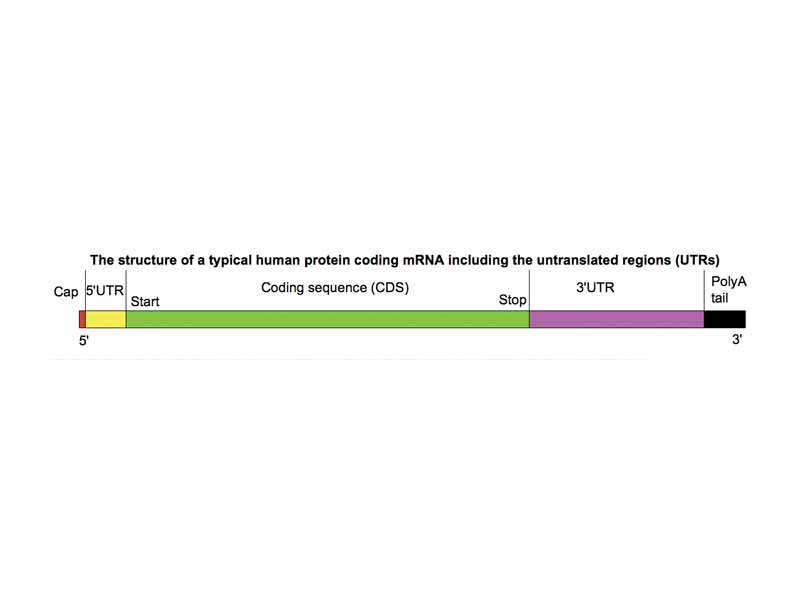 mRNA structure, approximately to scale for a human mRNA, where the median length of 3'UTR is 700 nucleotides