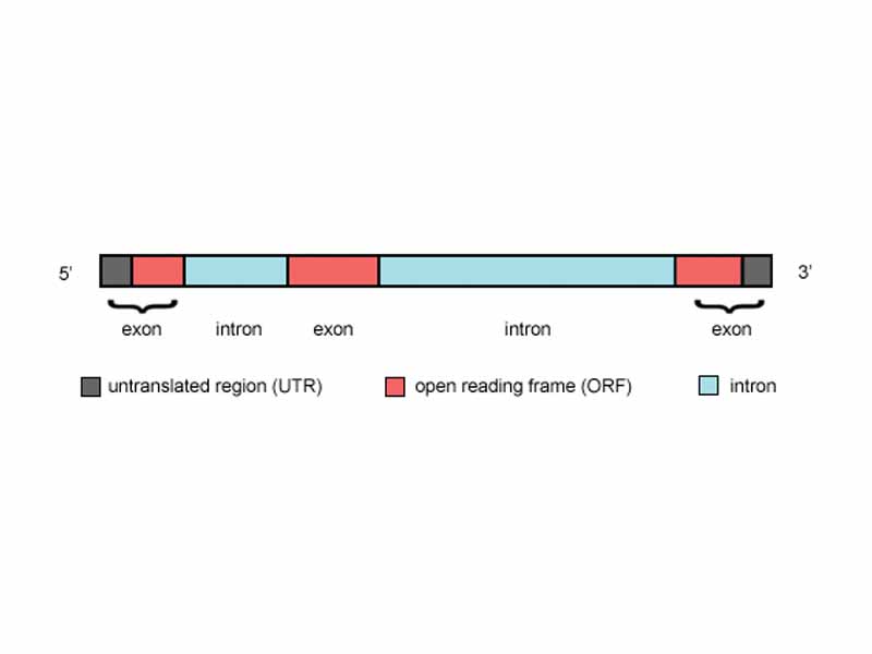 Gene structure