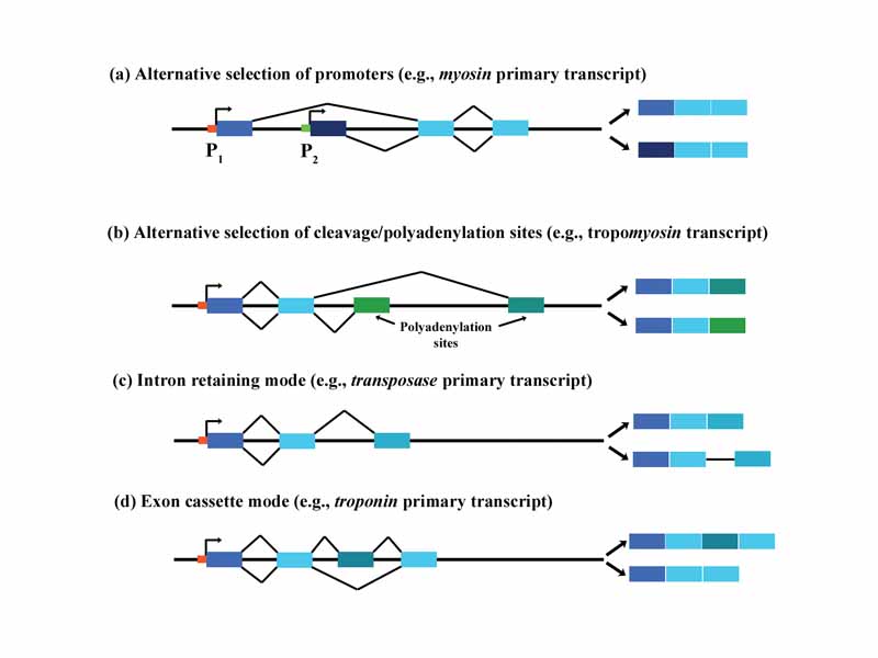 Alternative splicing