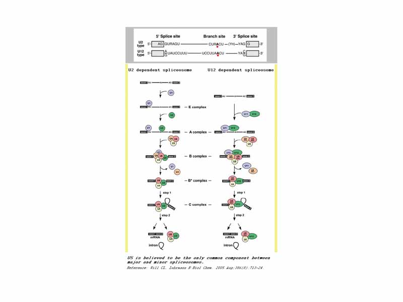 A comparison between major and minor splicing mechanisms