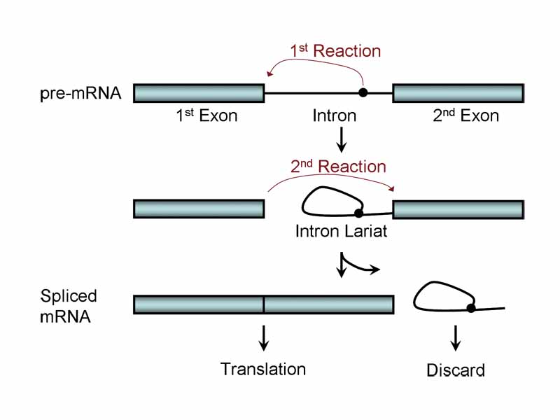 Diagram illustrating the two-step biochemistry of splicing