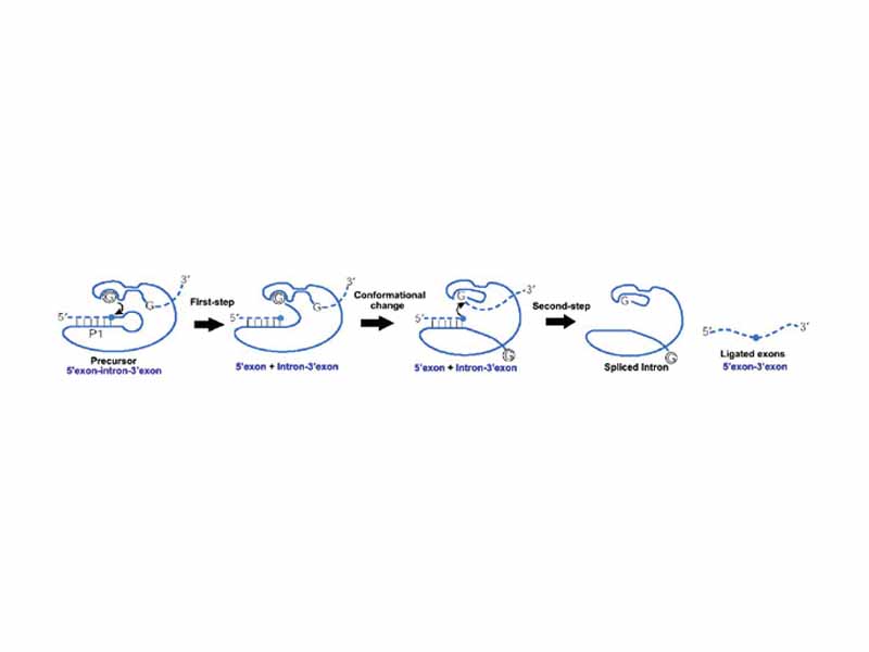 Self-excision of group I catalytic intron