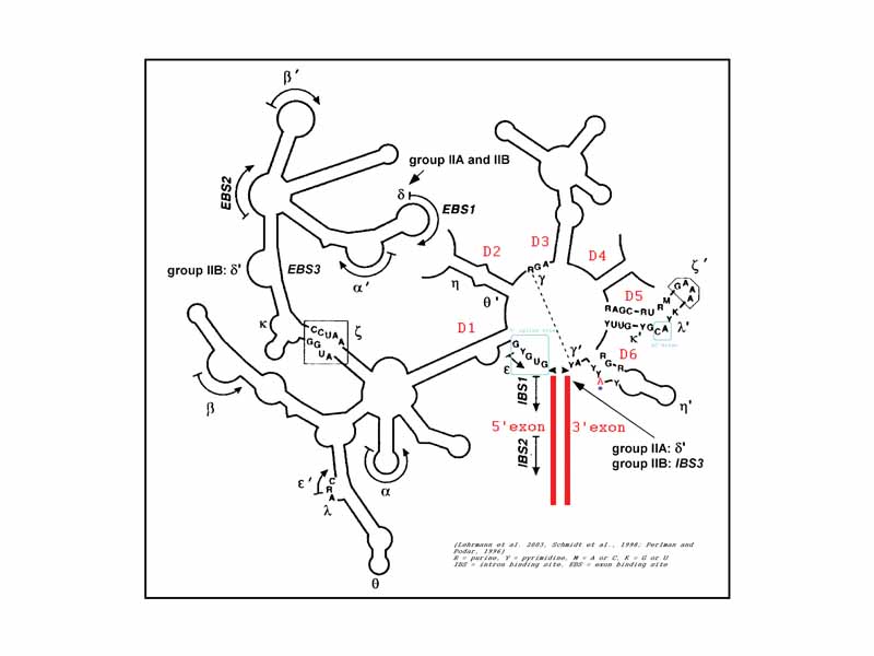 Structure of group II intron