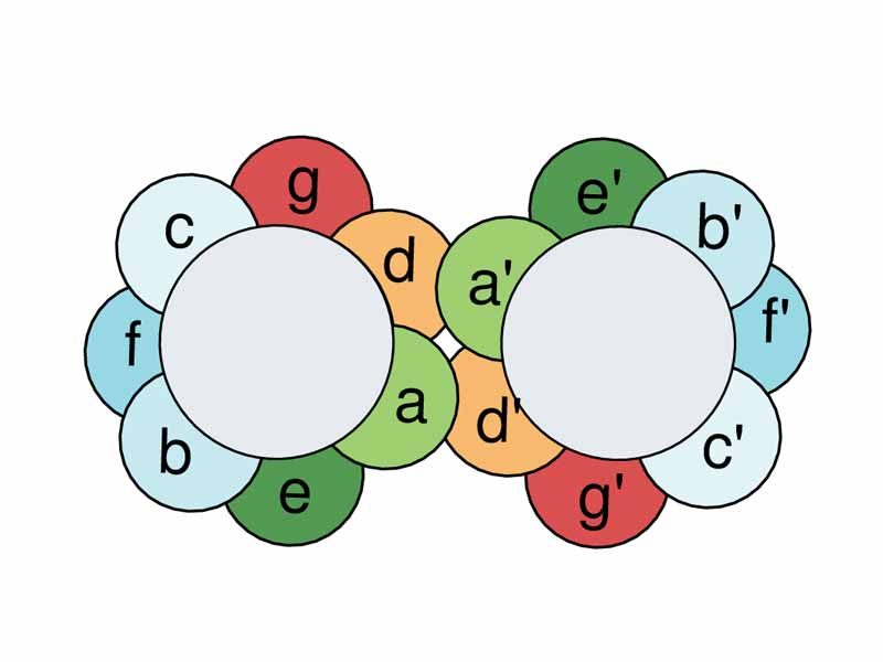 Overhead view, or helical wheel diagram, of a leucine zipper, where d represent amino acid leucine , arranged with other amino acids on two parallel alpha helices.