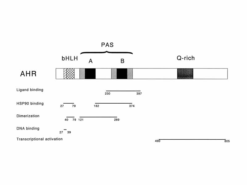 AhR Functional Domains