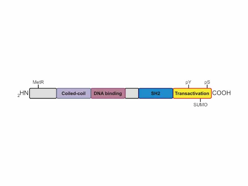 Domains and covalent modification sites of STAT proteins.