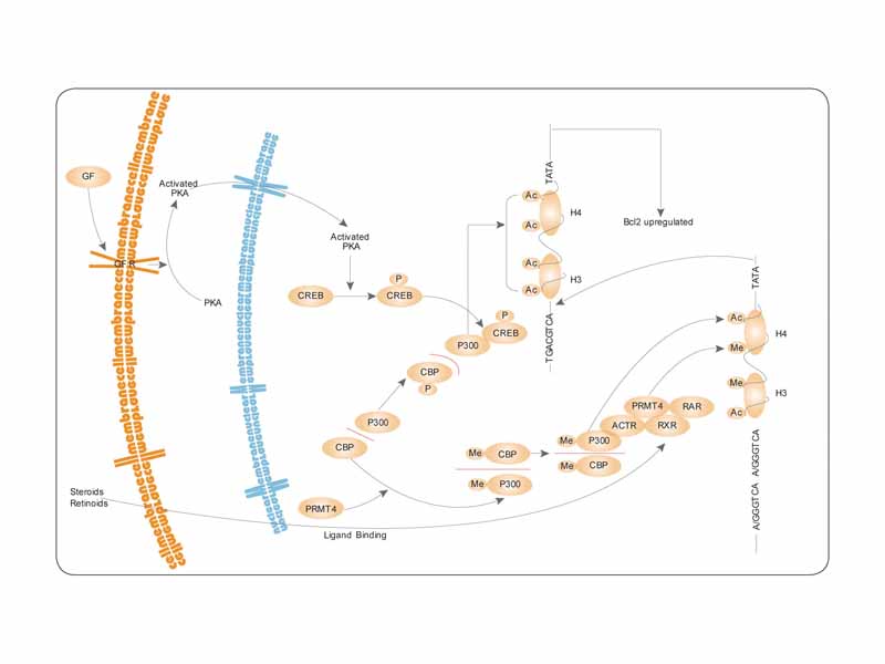 PRMT4 pathway