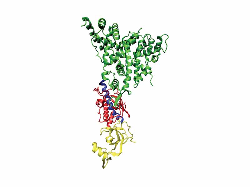 One molecule of the Dicer protein from Giardia intestinalis, which catalyzes the cleavage of dsRNA to siRNAs. 