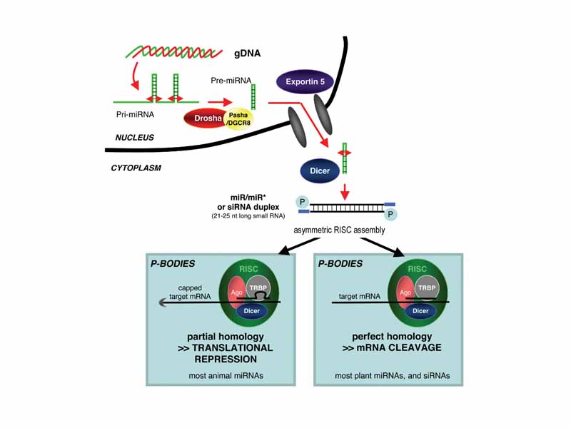 Illustration of the major differences between plant and animal gene silencing. 