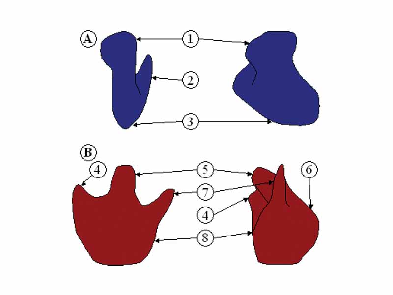 Ribosome structure indicating small subunit (A) and large subunit (B). Side and front view.  (1) Head. (2) Platform. (3) Base. (4) Ridge. (5) Central protuberance. (6) Back. (7) Stalk. (8) Front.