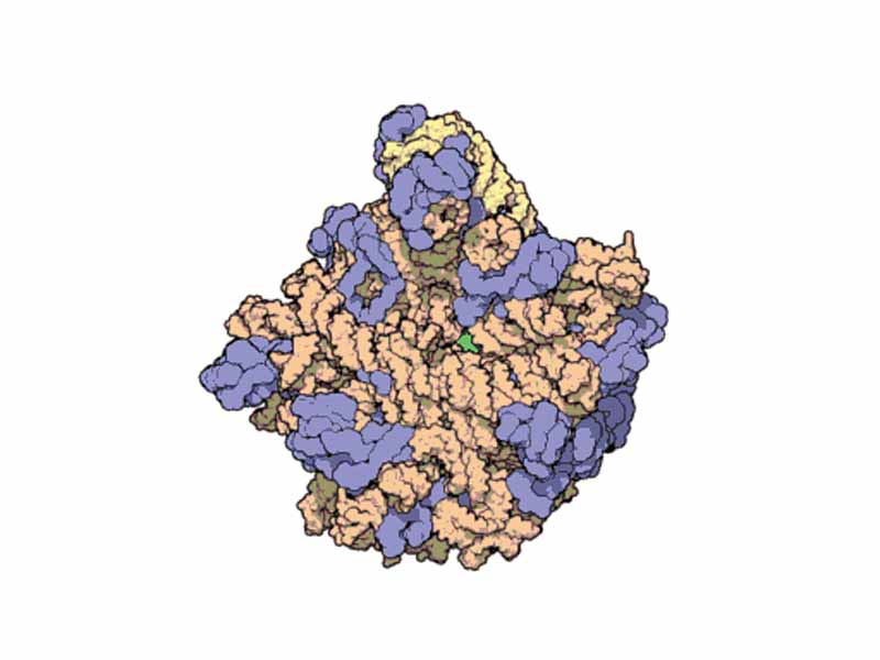 Atomic structure of the 50S Subunit from Thermus thermophilus. Proteins are shown in blue and the single RNA strand in orange.