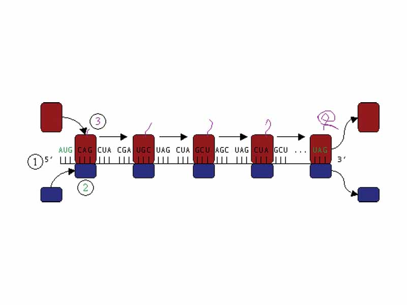 Operation of ribosome