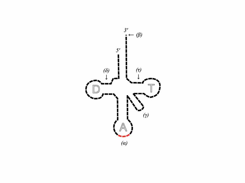 Transfer RNA