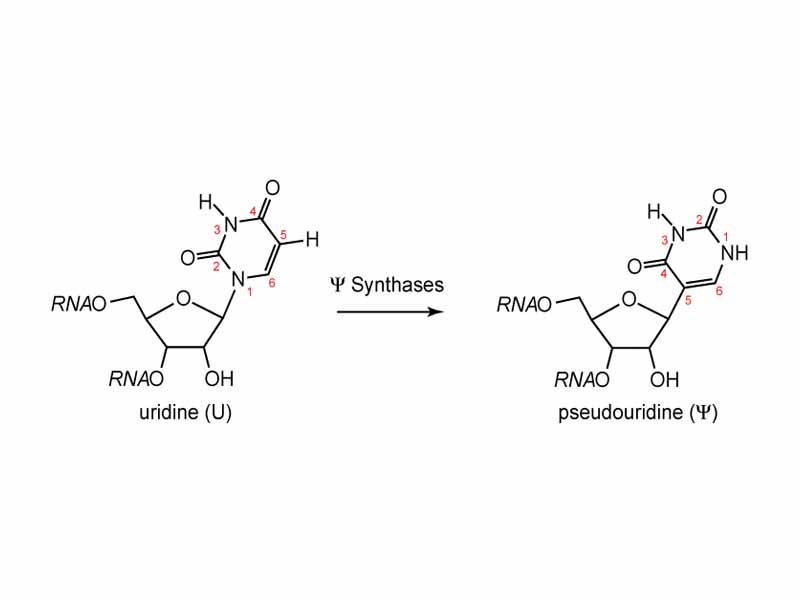 Pseudouridine
