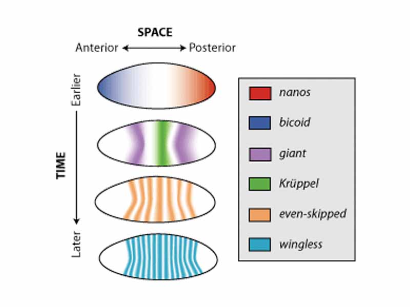 Gene expression patterns are regulated both spatially and temporally in embryos of Drosophila melanogaster.