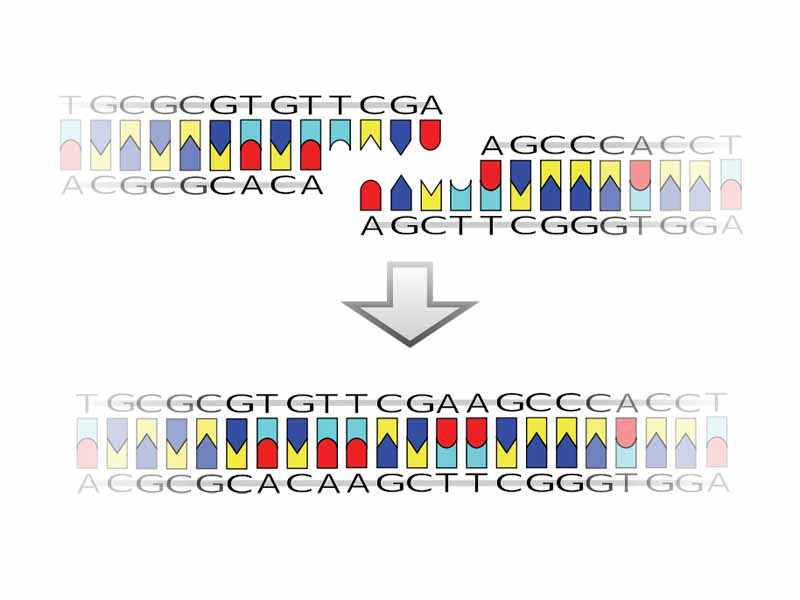 A pictorial example of how a ligase works