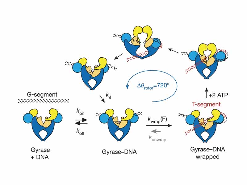 The current mechanochemical model of Gyrase activity.