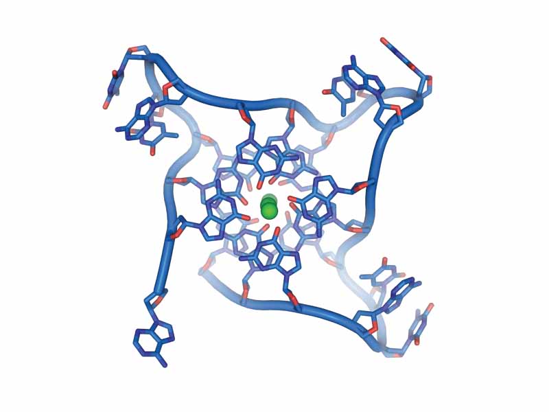 Structure of parallel quadruplexes that can be formed by human telomeric DNA. Image created from NDB UD0017