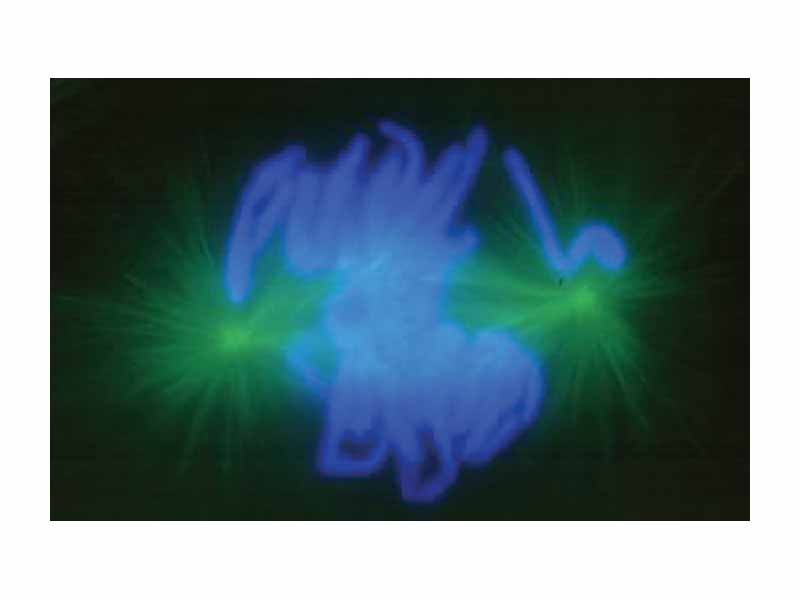 In late prometaphase, most of the chromosomes have begun the events of metaphase while the rest should have at least have one kinetochore connected.