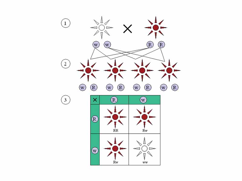 Dominant and recessive phenotypes. (1) Parental generation. (2) F1 generation. (3) F2 generation.