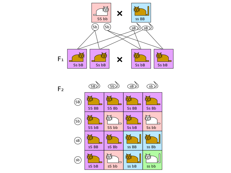 Dihybrid cross