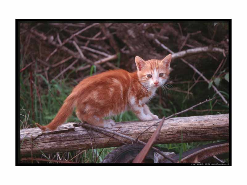 A kitten with a mc/mc genotype: the recessive tabby pattern is expressed