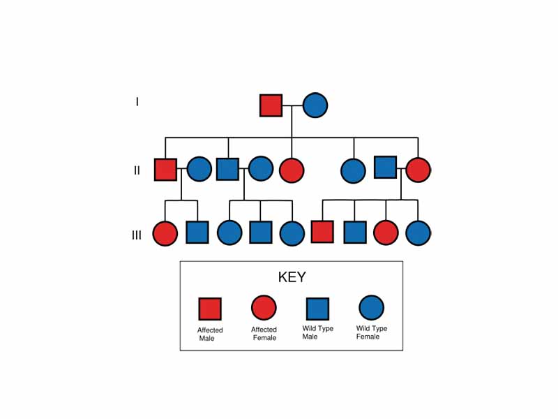 Autosomal Dominant Pedigree Chart