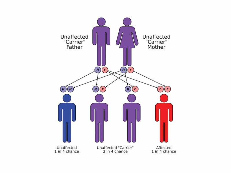 Relationship between two carrier parents and probabilities of children being unaffected, carriers, or affected