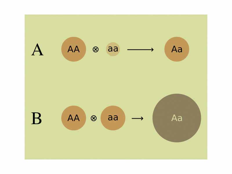 Genetic basis of heterosis. Deleterious recessive genes avoidance hypothesis. Scenario A. Fewer genes are under-expressed in the homozygous individual. As well, gene expression in the offspring is equal to the expression of the best parent. Overdominance hypothesis. Scenario B. Over-expression of certain genes in the homozygous. (The size of the circle depicts the expression level of gene A)