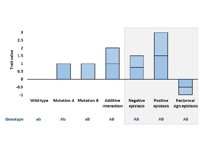 Epistasis bars