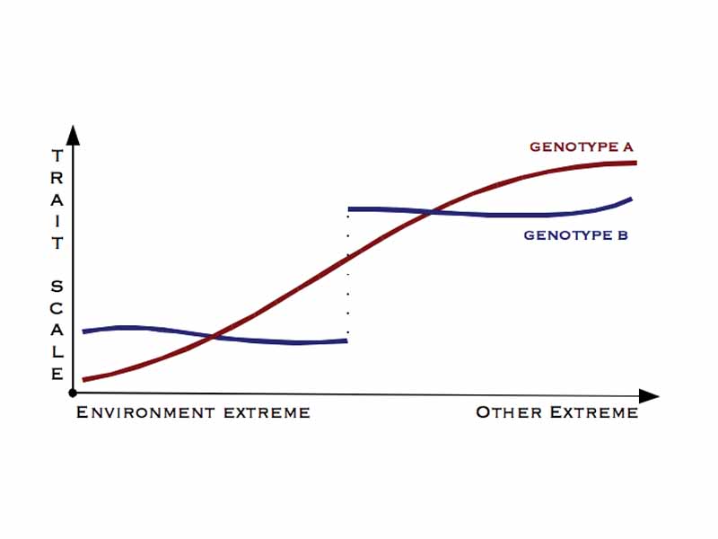 Norms of reaction for two genotypes. Genotype B shows a strongly bimodal distribution indicating differentiation into distinct phenotypes. Each phenotype is buffered against environmental variation - it is canalised.