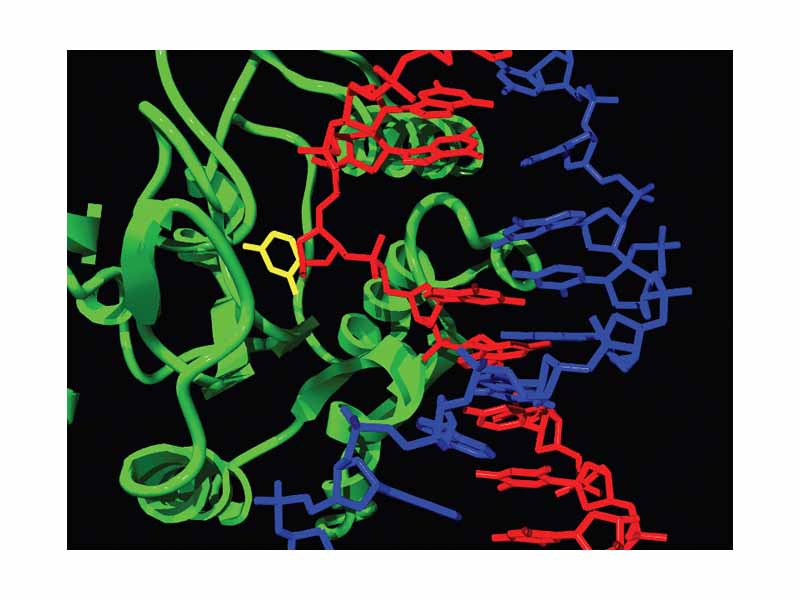 Structure of the base-excision repair enzyme uracil-DNA glycosylase. The uracil residue is shown in yellow.