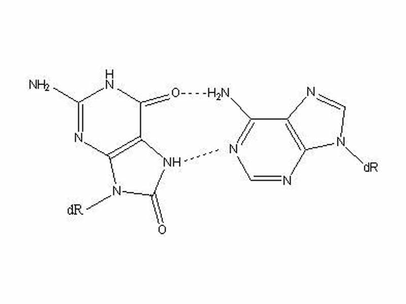 8oxoG (syn) in a Hoogsteen base pair with dA (anti)