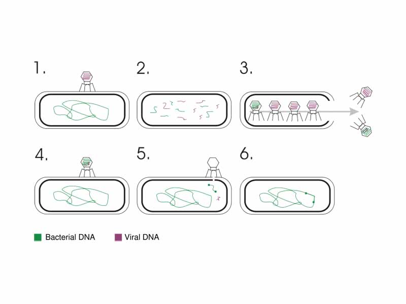 Transduction