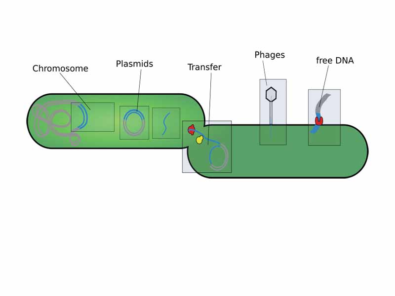 Mobile genetic elements in the Cell (left) and in what ways they can be acquired (right).