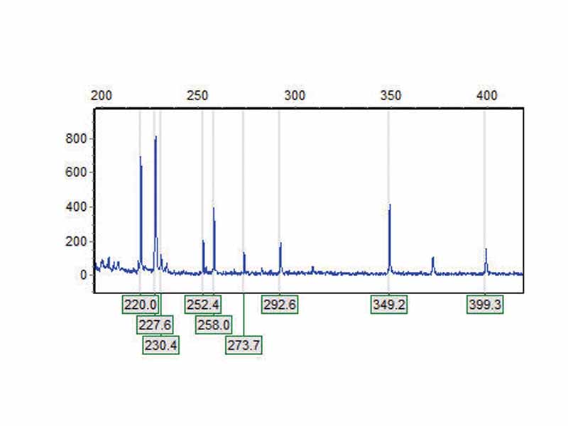 DNA electropherogram trace