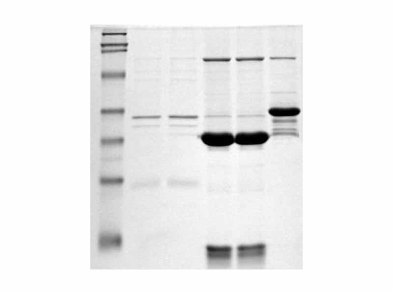 Picture of an SDS-PAGE. The molecular marker is in the left lane