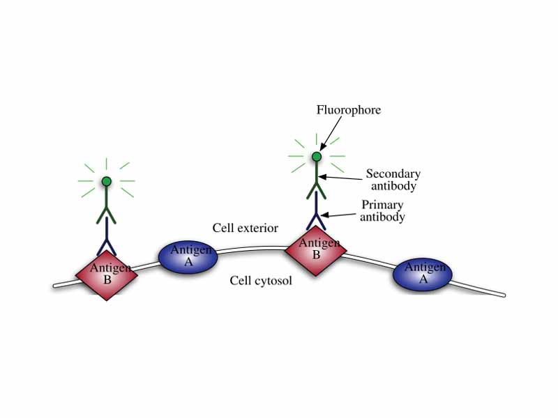 The primary antibody (in purple) binds to an antigen (in red). A labeled secondary antibody (in green), then binds to the primary antibody. The label is then used to indirectly detect the antigen.