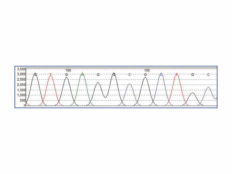 DNA Sequence Trace