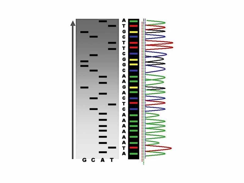 Sequence ladder by radioactive sequencing compared to fluorescent peaks