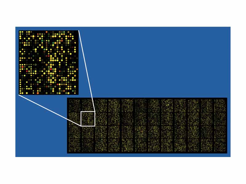 Example of an approximately 40,000 probe spotted oligo microarray with enlarged inset to show detail.