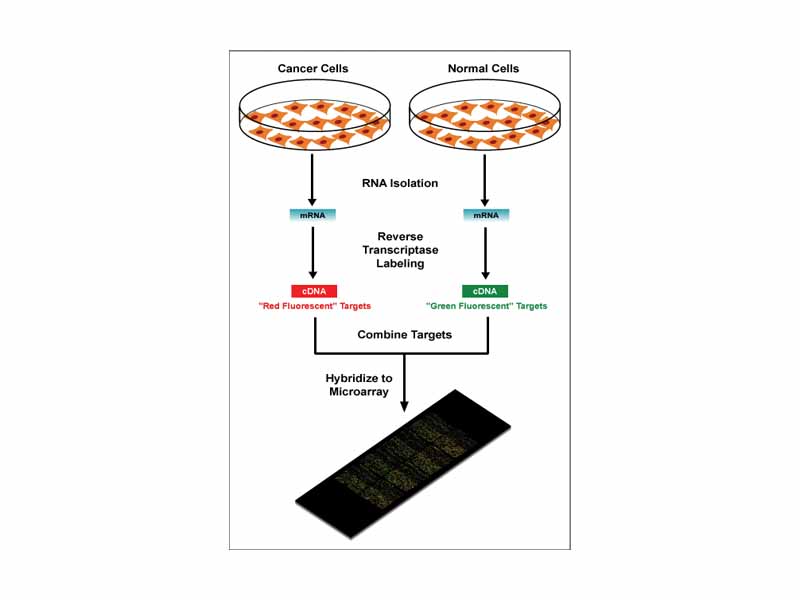 Diagram of typical dual-colour microarray experiment.