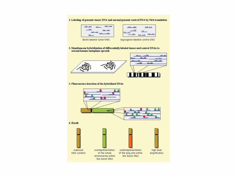 Comparative genomic hybridization