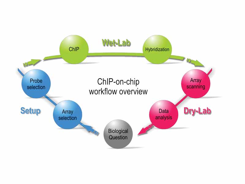 Workflow overview of a ChIP-on-chip experiment.