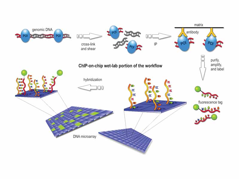 Workflow overview of the wet-lab portion of a ChIP-on-chip experiment.