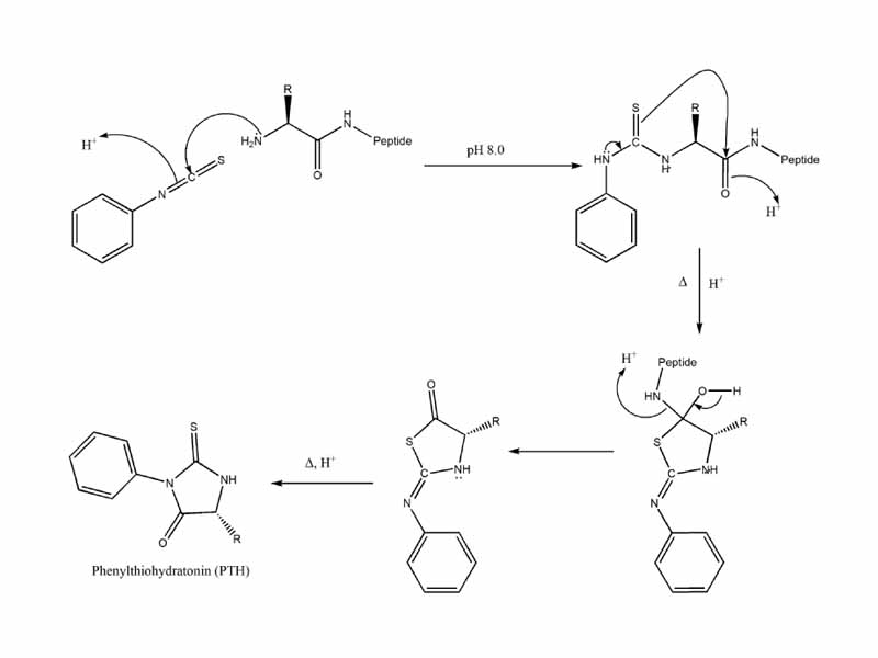 Mechanism of Edman degradation