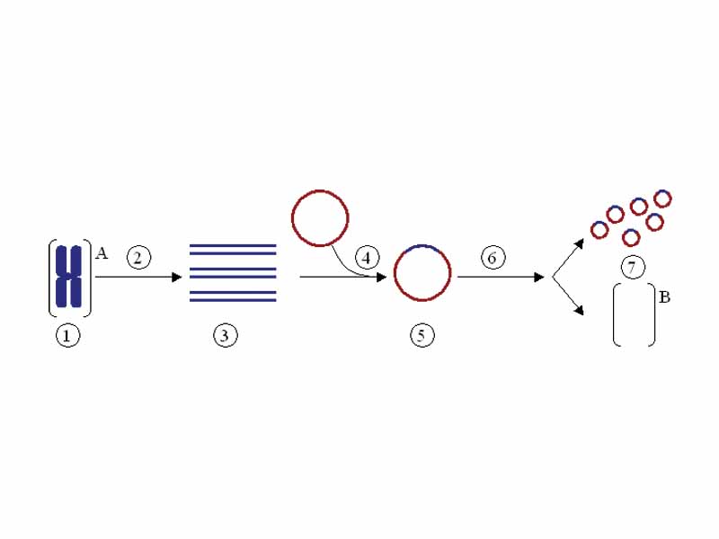 Cloning a gene using a plasmid. (1) Chromosomal DNA of organism A. (2) PCR. (3) Multiple copies of a single gene from organism A. (4) Insertion of the gene into a plasmid. (5) Plasmid with gene from organism A. (6) Insertion of the plasmid in organism B. (7) Multiplication or expression of the gene, originally from organism A, occurring in organism B.