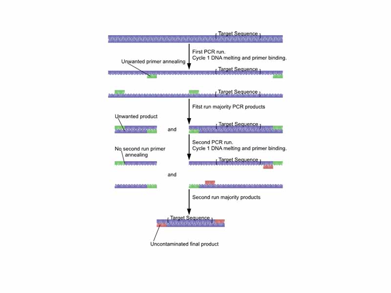 A diagram ilustrating the method of nested PCR.